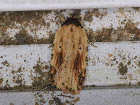 Image of Agonopterix atrodorsella Clemens 1863