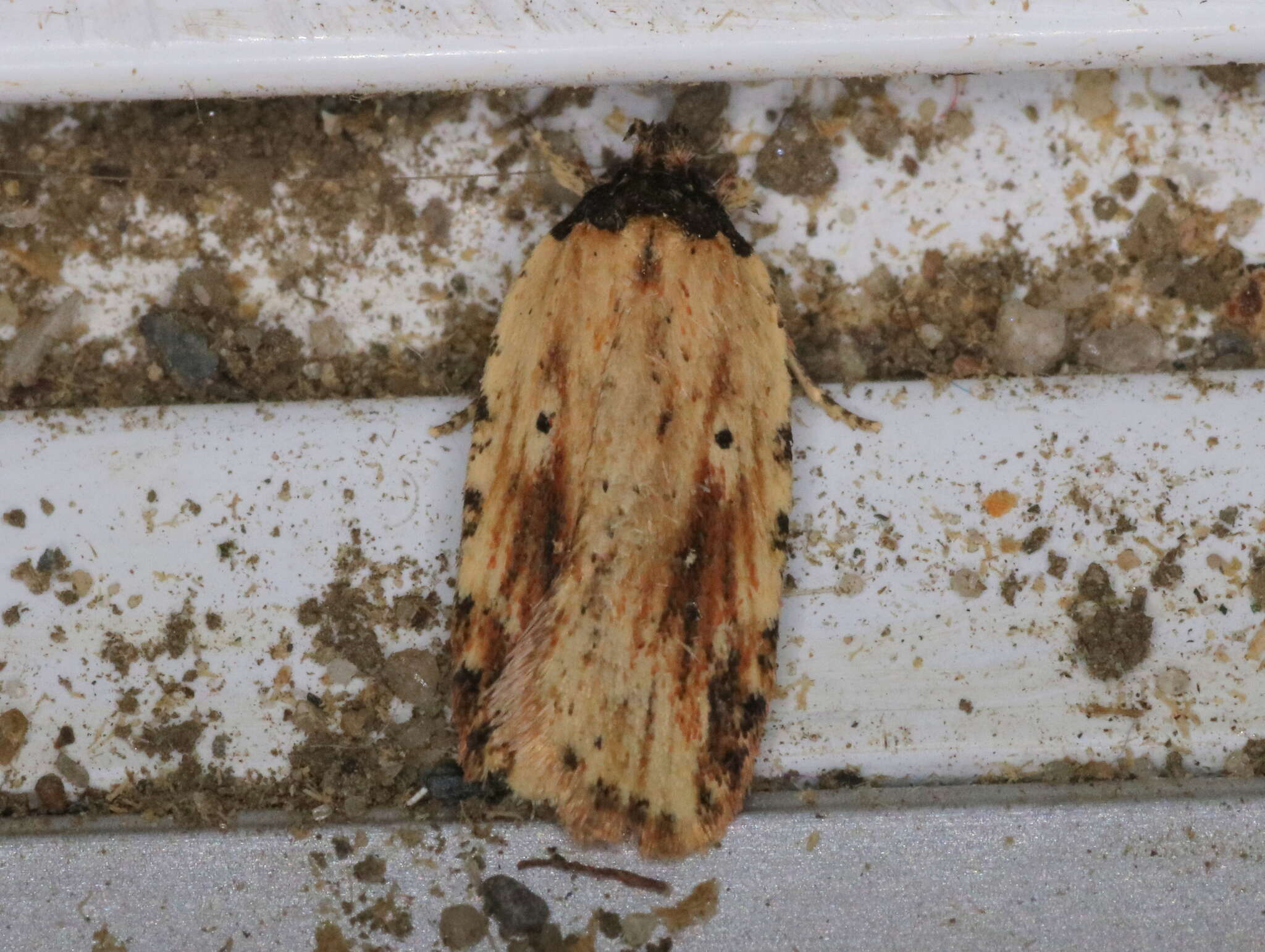 Image de Agonopterix atrodorsella Clemens 1863