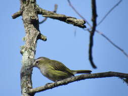 Image of Guatemalan Tyrannulet