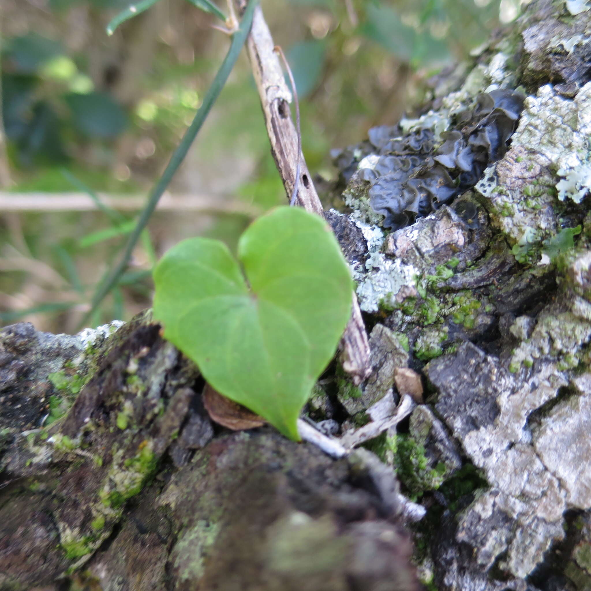 Image of Dioscorea mundii Baker