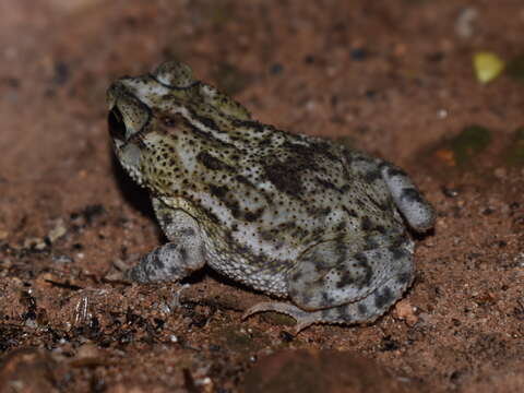 Image of Rhinella humboldti (Gallardo 1965)