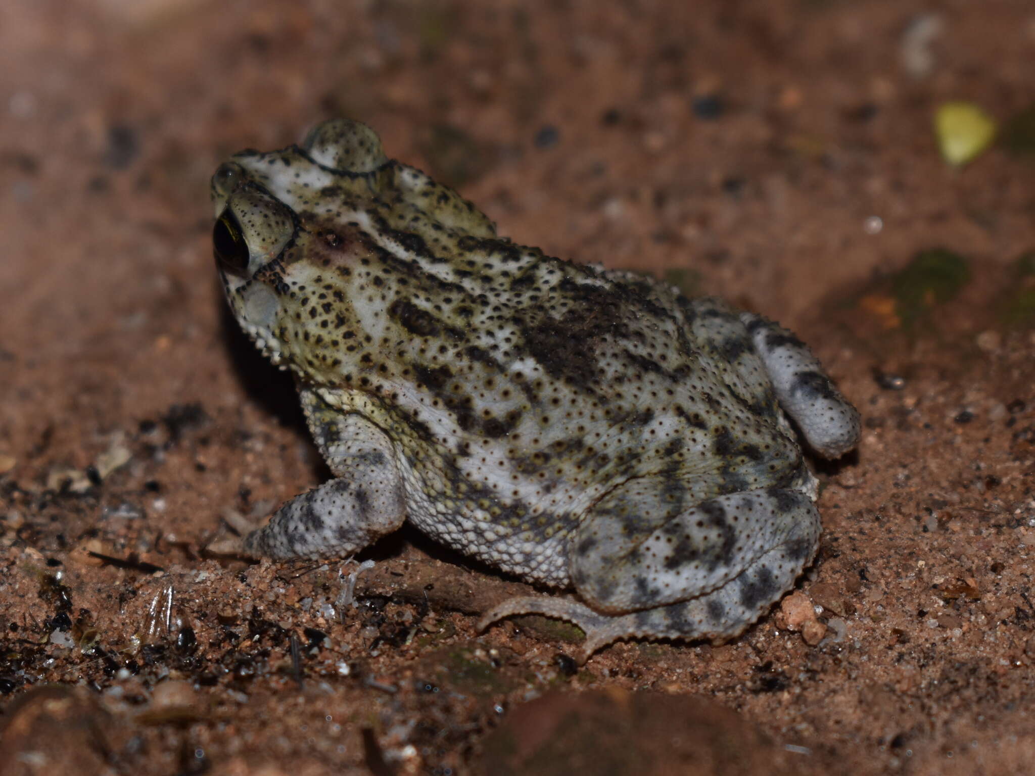 Imagem de Rhinella humboldti (Gallardo 1965)