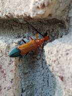 Image of Stenoderus ostricilla Newman 1850