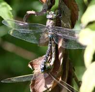 Image of Variable Darner