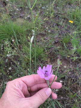 Image of Texas skeletonplant