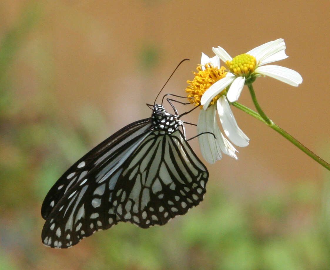 Parantica aglea melanoides resmi