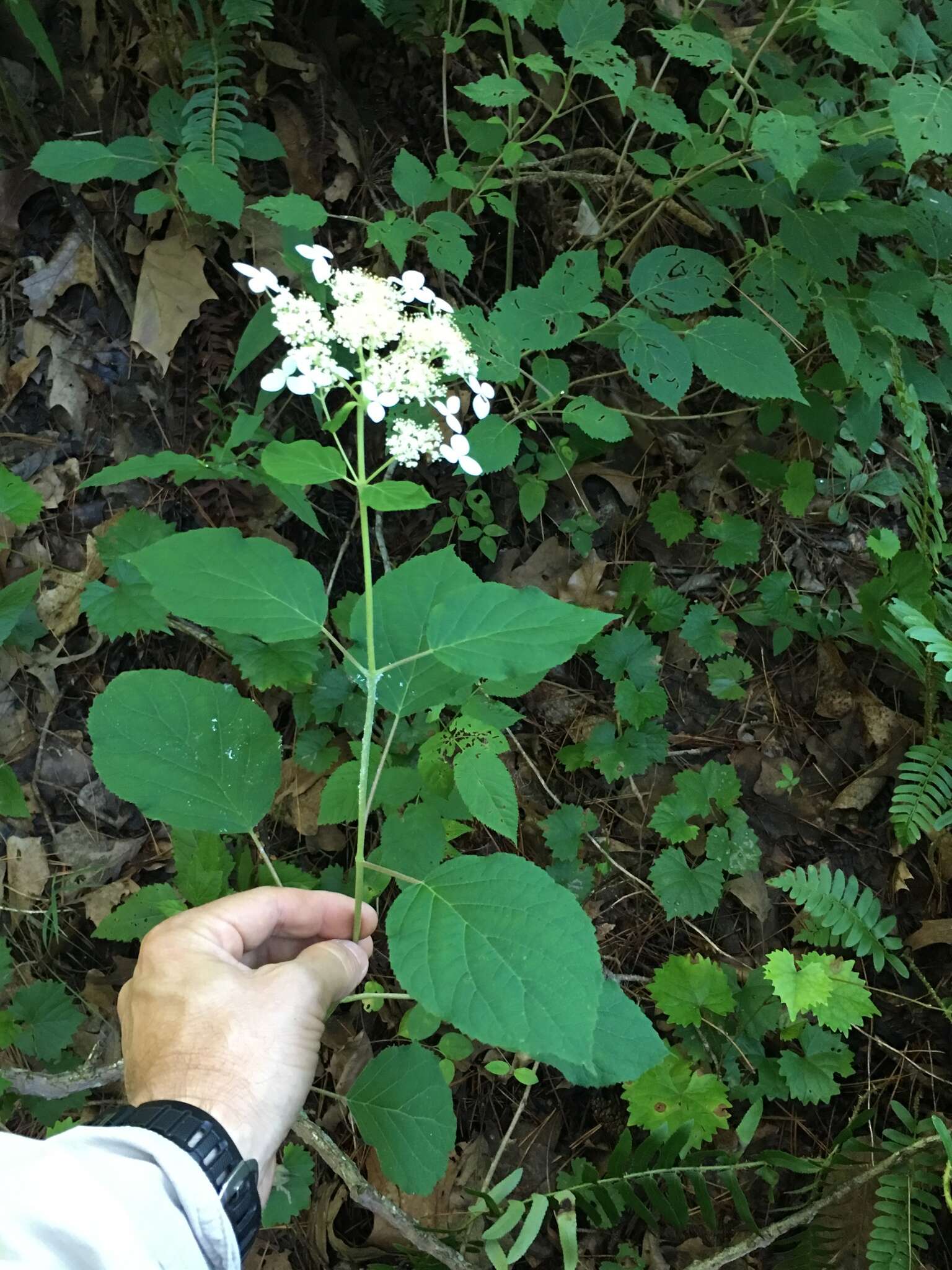 Imagem de Hydrangea cinerea Small