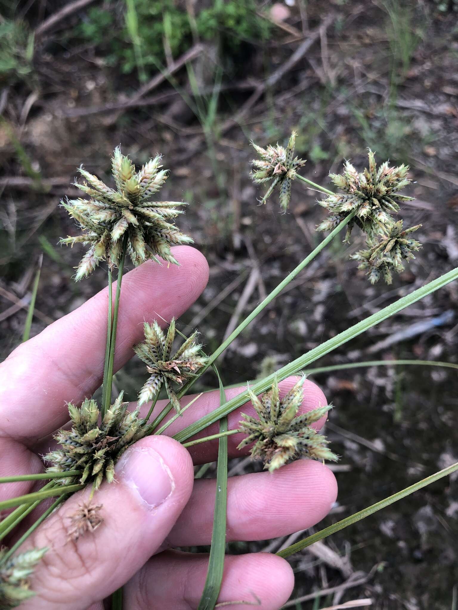 Imagem de Cyperus elegans L.