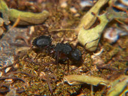 Image of Camponotus braunsi Mayr 1895