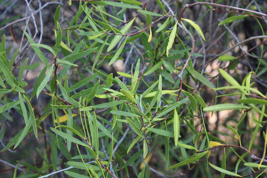 Image of Colliguaja salicifolia Gillies & Hook.