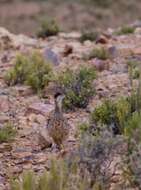 Image of Ornate Tinamou