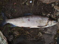 Image of Lake whitefish