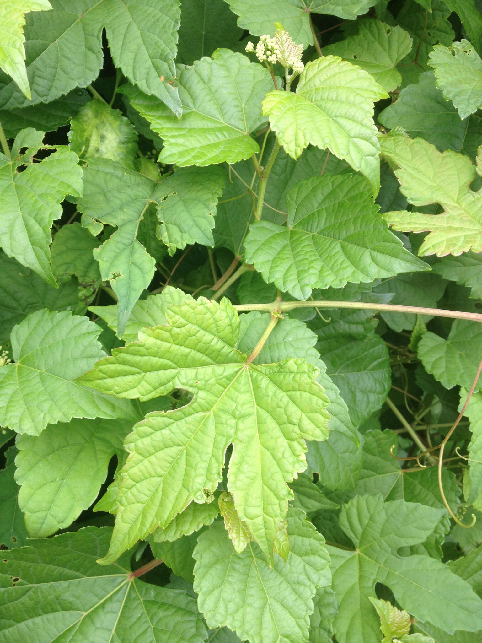 Image of Amur peppervine