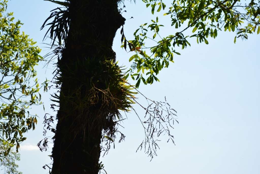 Image of Catopsis paniculata É. Morren