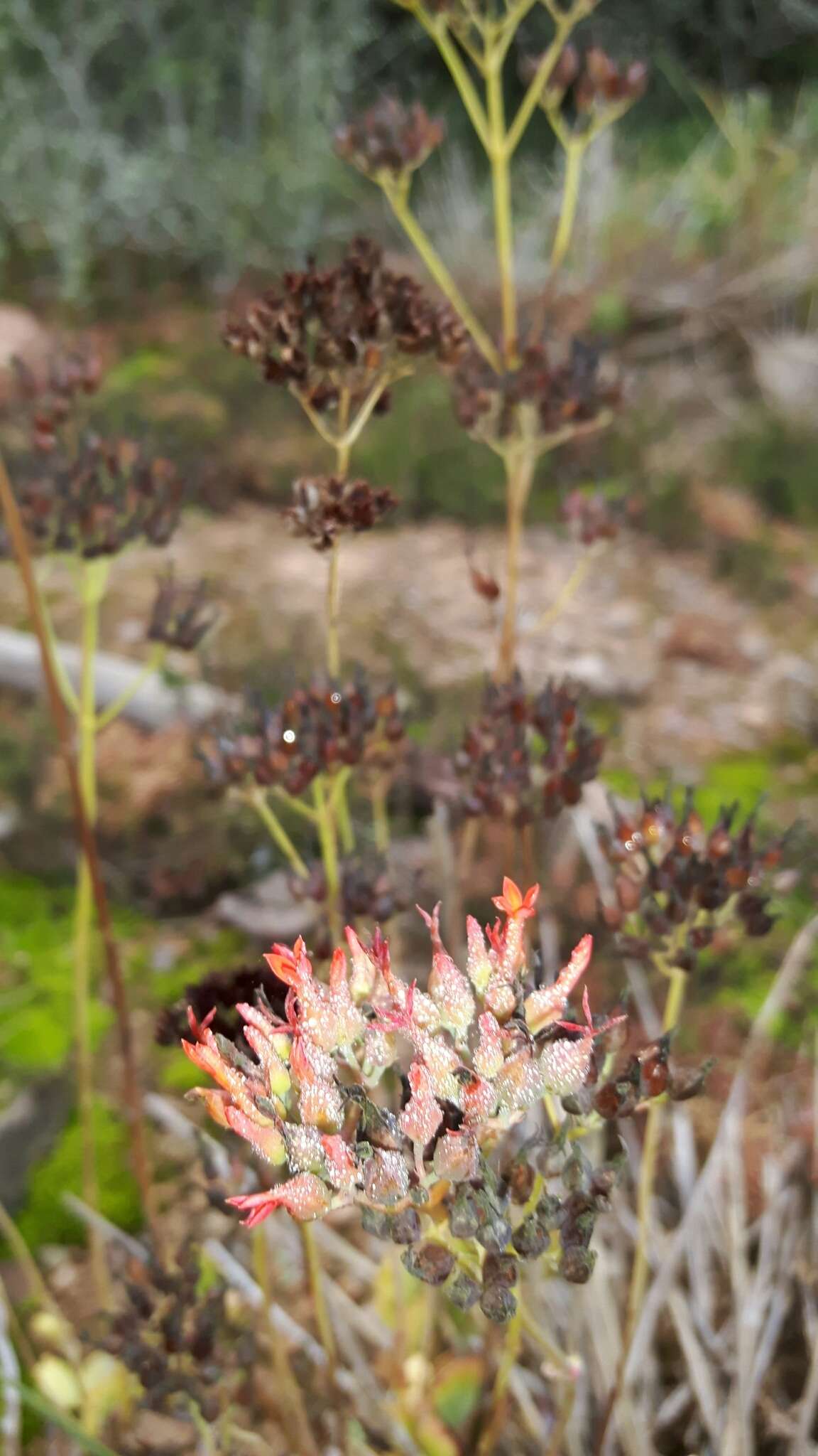 Image of Common kalanchoe