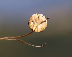 Image of Linum alpinum Jacq.