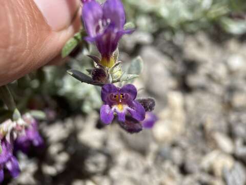 Image of Jaeger's beardtongue