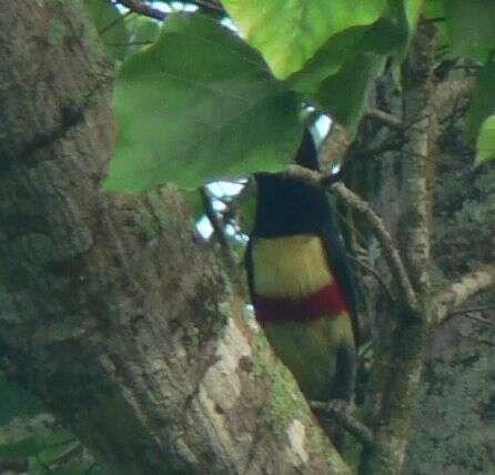 Image of Black-necked Aracari