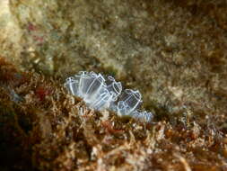 Image of Light-bulb sea squirt