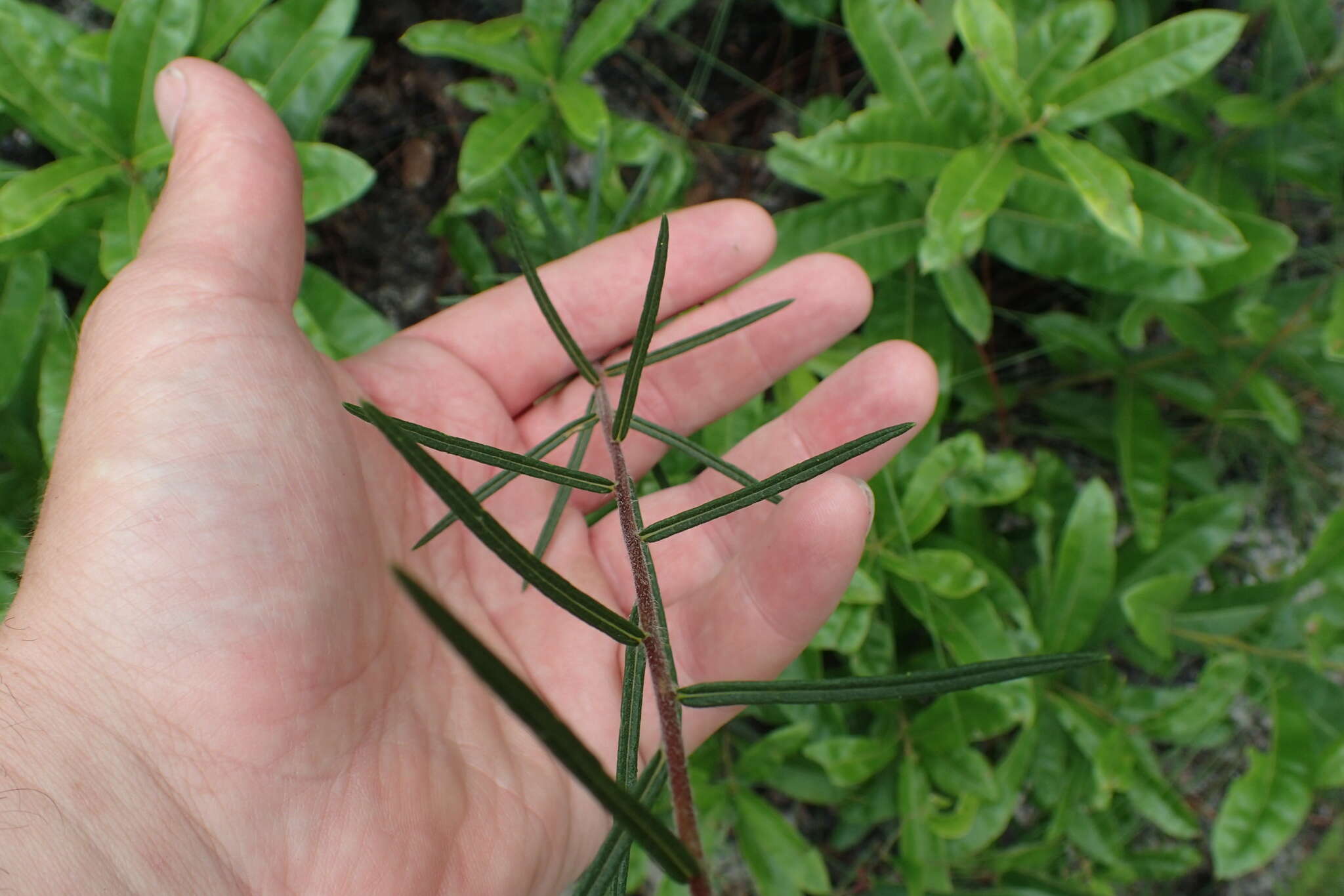 Imagem de Phoebanthus tenuifolia (Torr. & A. Gray) Blake