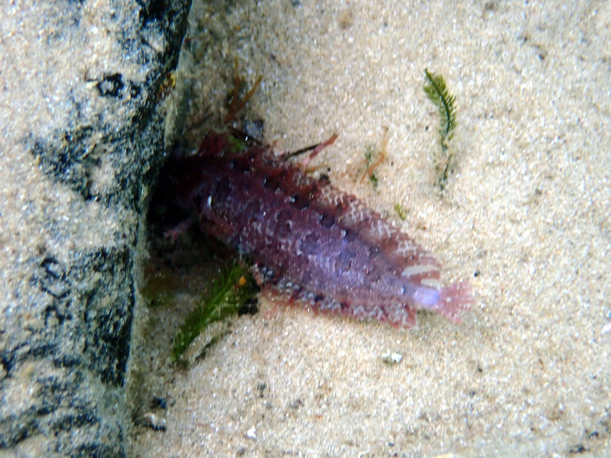 Image of Common weedfish