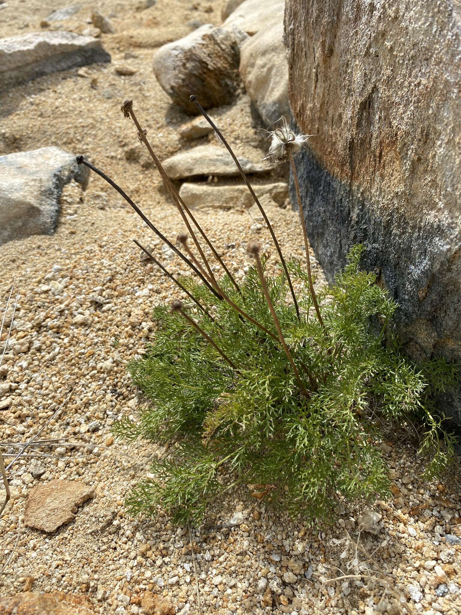 صورة Pulsatilla tenuiloba (Hayek) Juzepczuk