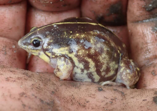 Image of Guinea Snout-burrower