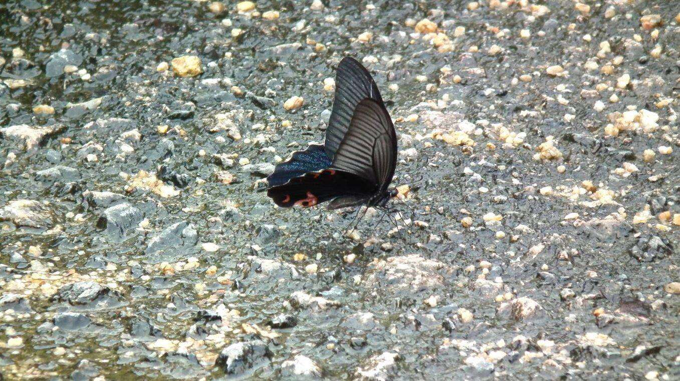 Image of Spangle Butterfly