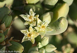 صورة Augea capensis Thunb.