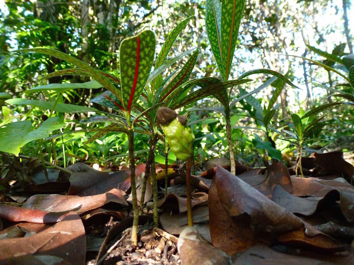 Coptosperma borbonicum (Hend. & Andr. Hend.) De Block resmi