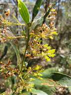 Imagem de Daviesia corymbosa Sm.