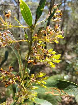 Imagem de Daviesia corymbosa Sm.