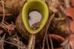 Image of Bornean Chorus Frog