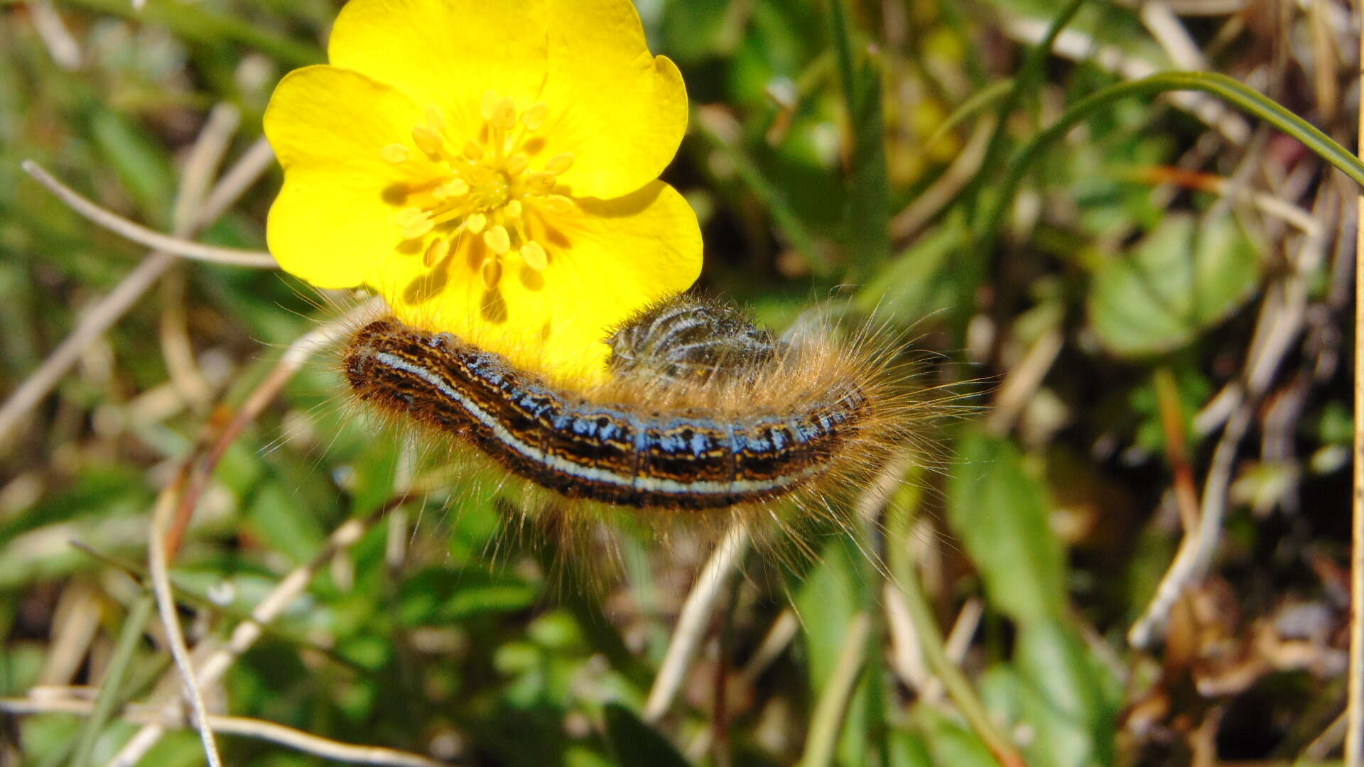 Image of Malacosoma alpicola Staudinger 1870