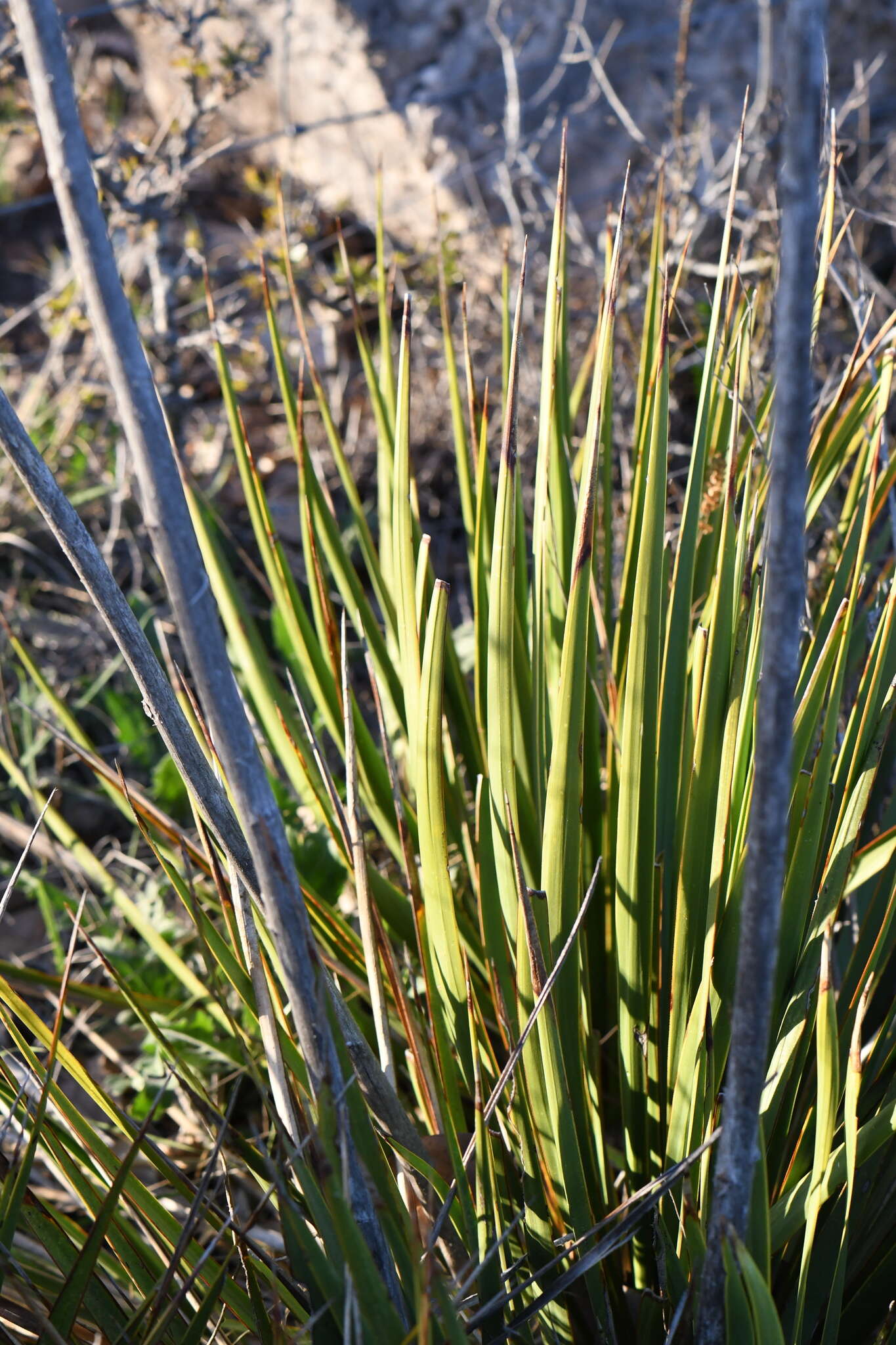 Image of San Angelo yucca