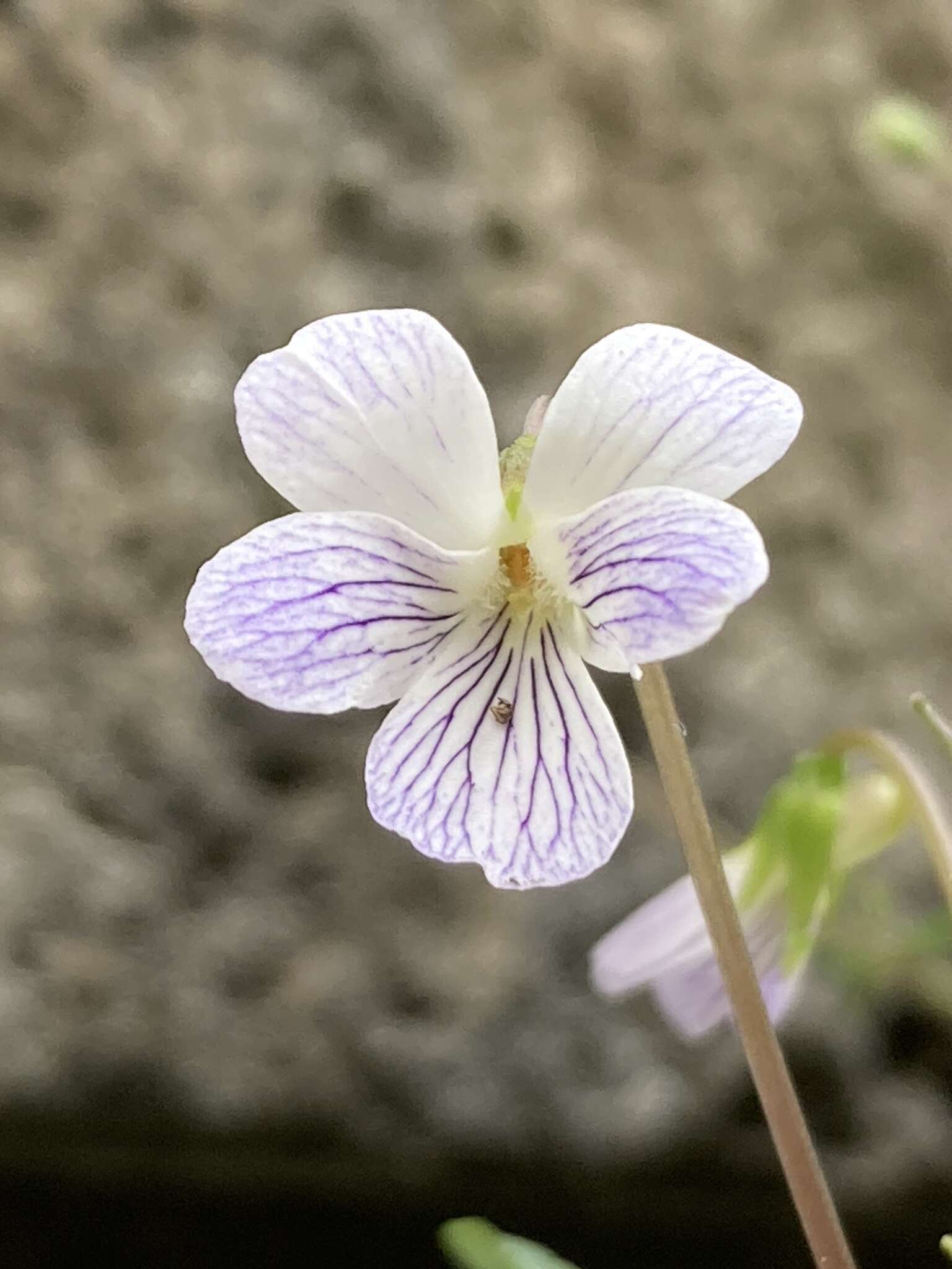 Image of Viola betonicifolia var. albescens (Nakai) Maekawa & Hashimoto