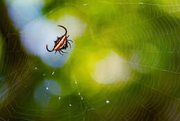 Image of Gasteracantha falcicornis Butler 1873