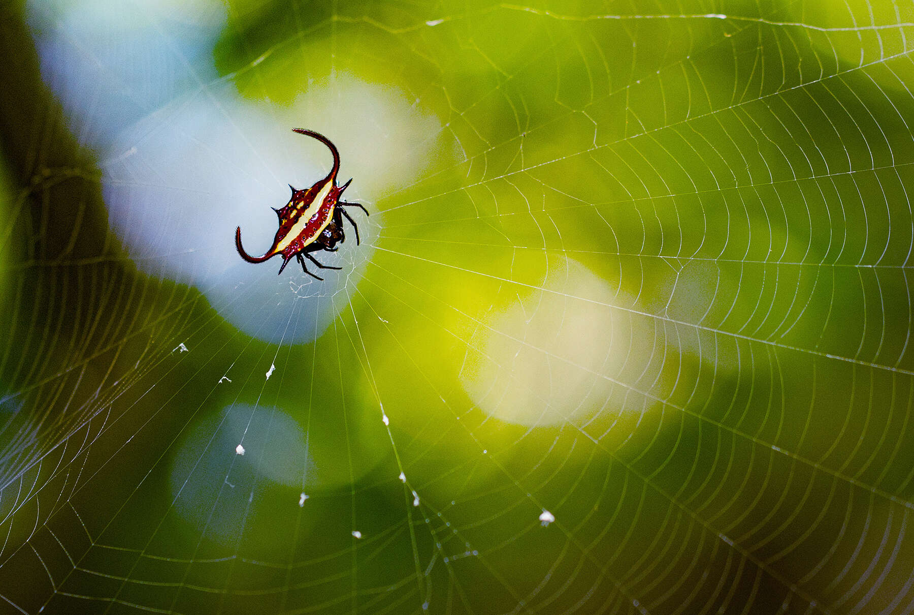 Image of Gasteracantha falcicornis Butler 1873