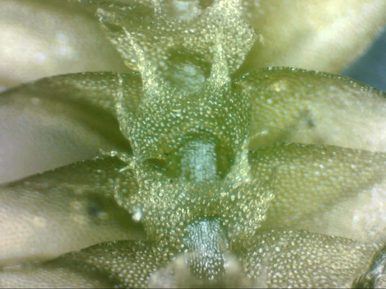 Image of Cryptolophocolea pallida (Mitt.) L. Söderstr.