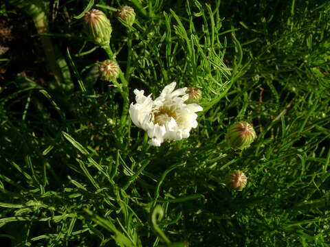 Image of cliff desertdandelion