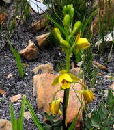 Eulophia platypetala Lindl.的圖片