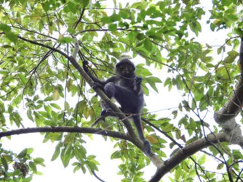 Image of Banded Langur