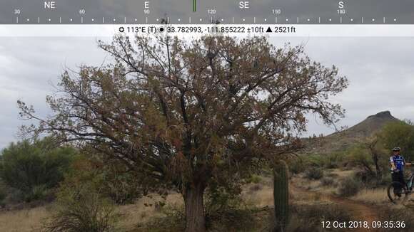 Image of Arizona Juniper