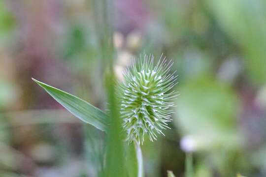 Image of Phleum echinatum Host