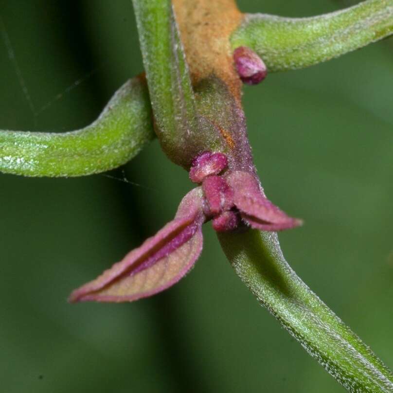 Image of Clerodendrum fortunatum L.