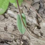 صورة Brassica souliei subsp. amplexicaulis (Desf.) Greuter & Burdet