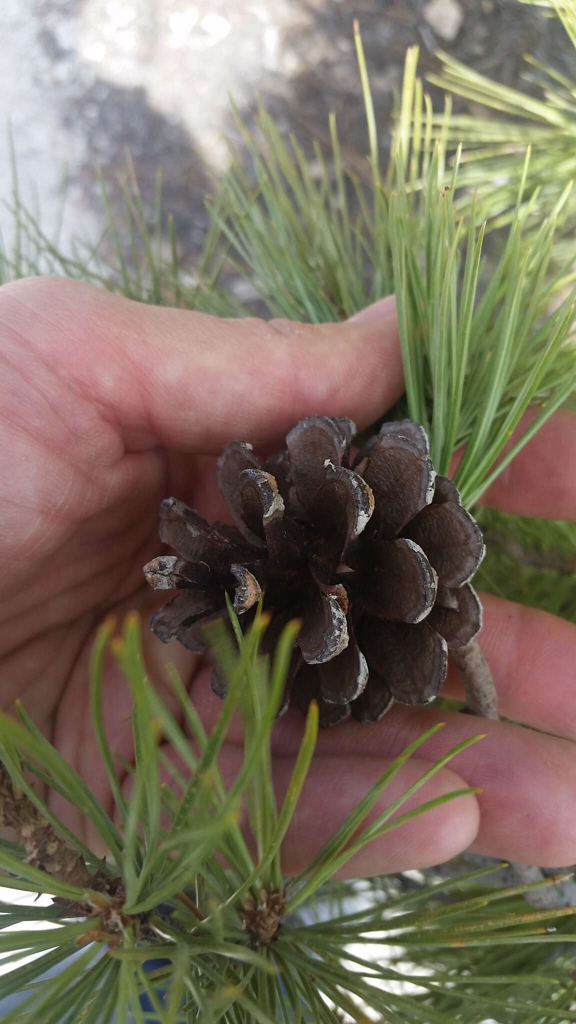 Image of Chihuahuan pine