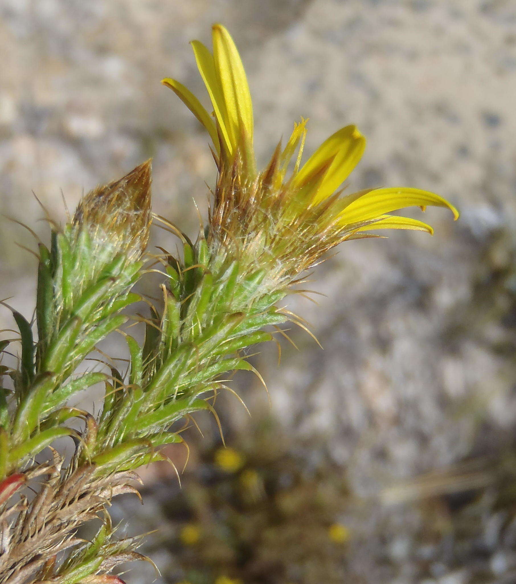 Image of Cullumia bisulca (Thunb.) Less.