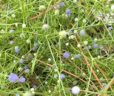 Imagem de Eryngium baldwinii Spreng.