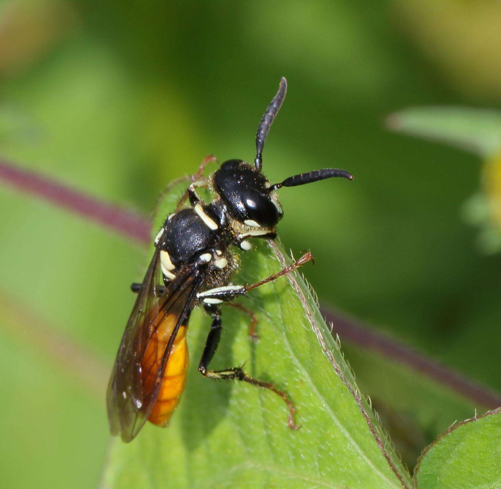 Imagem de Philanthus loeflingi Dahlbom 1845